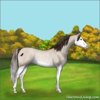 Horse Color:Classic Champagne Dun Splash Rabicano