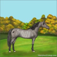 Horse Color:Grullo Appaloosa Rabicano 
