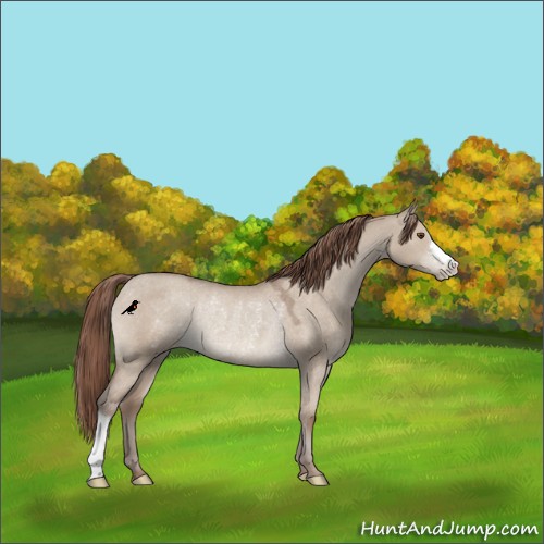 Horse Color:Classic Champagne Dun Appaloosa Rabicano