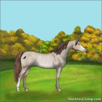 Horse Color:Classic Champagne Dun Appaloosa Rabicano 