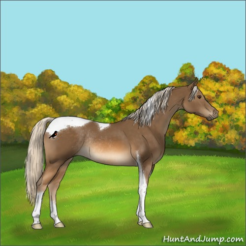 Horse Color:Chocolate Palomino Tobiano Rabicano 