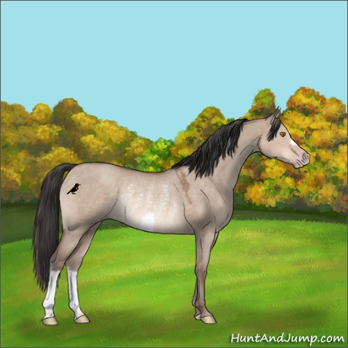 Horse Color:Sable Champagne Dun Rabicano 