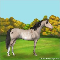 Horse Color:Sable Champagne Dun Rabicano 