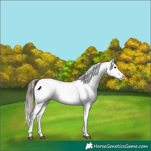 Horse Color:Grullo Varnish Rabicano