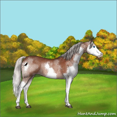 Horse Color:Silver Brown Splash Rabicano 