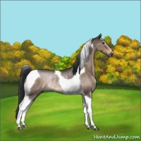 Horse Color:Brown Dun Tobiano Rabicano 