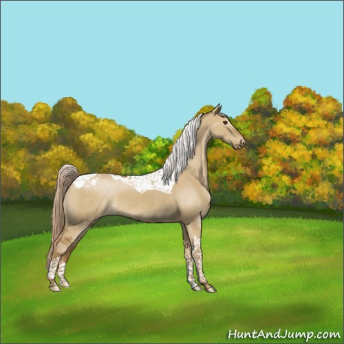 Horse Color:Chocolate Palomino Dun Tobiano Appaloosa Rabicano