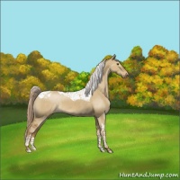 Horse Color:Chocolate Palomino Dun Tobiano Appaloosa Rabicano 