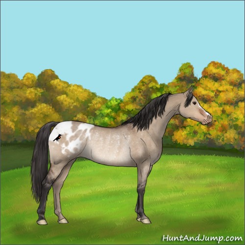 Horse Color:Brown Dun Blanket Rabicano 