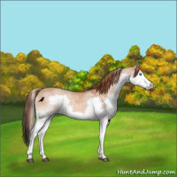Horse Color:Red Dun Splash Rabicano 