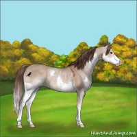 Horse Color:Liver Red Dun Splash Rabicano 