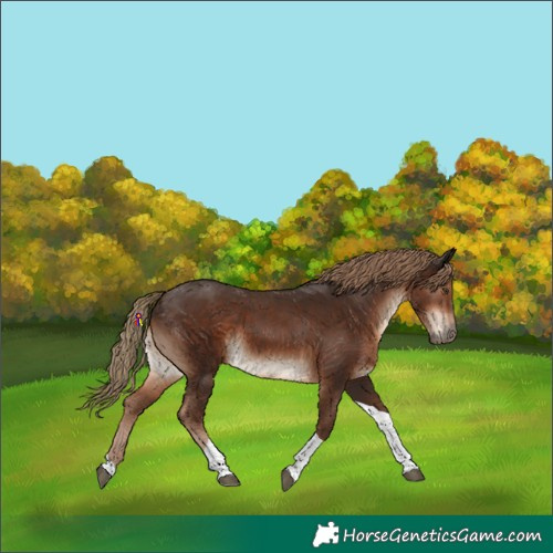 Horse Color:Liver Chestnut Tobiano 