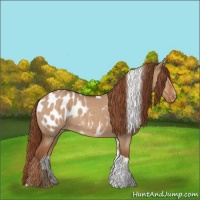 Horse Color:Red Dun Tobiano Appaloosa