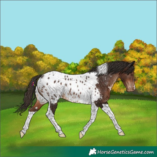 Horse Color:Liver Chestnut Tobiano Near Leopard 