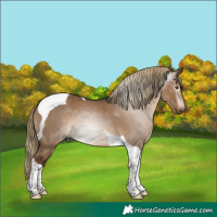 Horse Color:Gray Liver Red Dun Tobiano