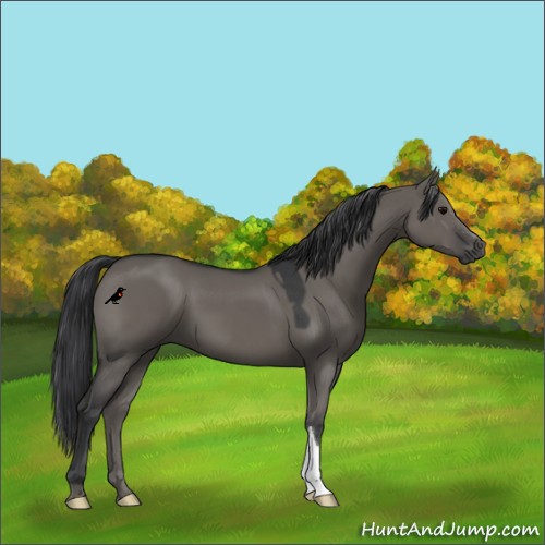 Horse Color:Grullo