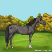 Horse Color:Grullo 
