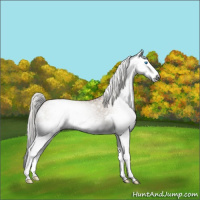 Horse Color:Gray Red Dun Roan Mushroom Splash Rabicano