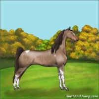 Horse Color:Liver Red Dun Tobiano Rabicano