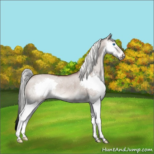 Horse Color:Liver Red Dun Mushroom Splash Rabicano 