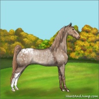 Horse Color:Liver Red Dun Appaloosa Rabicano