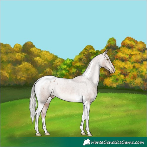 Horse Color:Chestnut Mushroom Tobiano Varnish Rabicano 