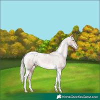 Horse Color:Chestnut Mushroom Tobiano Appaloosa Rabicano