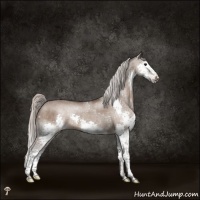 Horse Color:Silver Grullo Splash Appaloosa Rabicano 