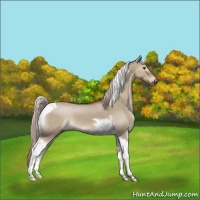 Horse Color:Liver Red Dun Tobiano 