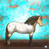 Horse Color:Buckskin Appaloosa 