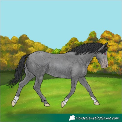 Horse Color:Classic Champagne Chinchilla Rabicano 