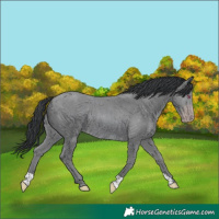 Horse Color:Classic Champagne Chinchilla Rabicano 