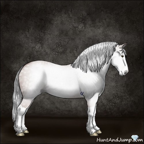 Horse Color:Gray Bay Splash 