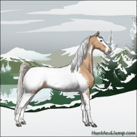 Horse Color:Silver Bay Dun Splash Tobiano Appaloosa Rabicano 