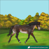 Horse Color:Brown 