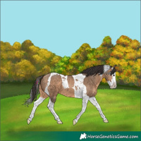 Horse Color:Bay Dun Splash Tobiano 