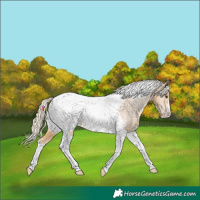 Horse Color:Palomino Tobiano Appaloosa 