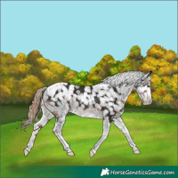 Horse Color:Liver Chestnut Tobiano Appaloosa 