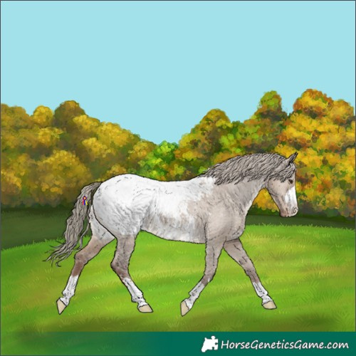 Horse Color:Liver Red Dun Snowcap