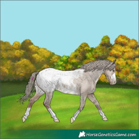 Horse Color:Liver Red Dun Snowcap