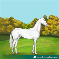 Horse Color:Liver Red Dun Mushroom Appaloosa 