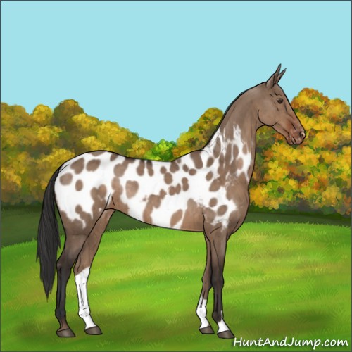 Horse Color:Liver Red Dun Near Leopard Rabicano Brindle 