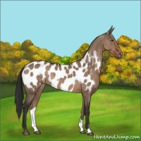 Horse Color:Liver Red Dun Near Leopard Rabicano Brindle 