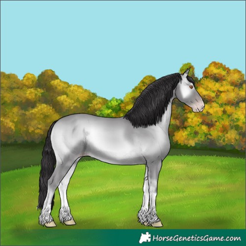 Horse Color:Classic Cream Champagne Chinchilla Onyx 