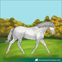 Horse Color:Chocolate Silver Classic Champagne Chinchilla Roan Onyx 