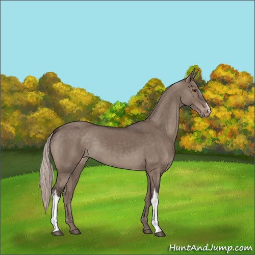 Horse Color:Silver Grullo Appaloosa 