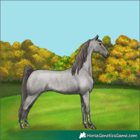 Horse Color:Grullo Roan Varnish 