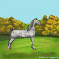 Horse Color:Grullo Roan and Grullo Roan Appaloosa Rabicano