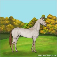 Horse Color:Red Dun Roan Rabicano 