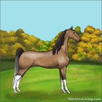 Horse Color:Buckskin Dun
